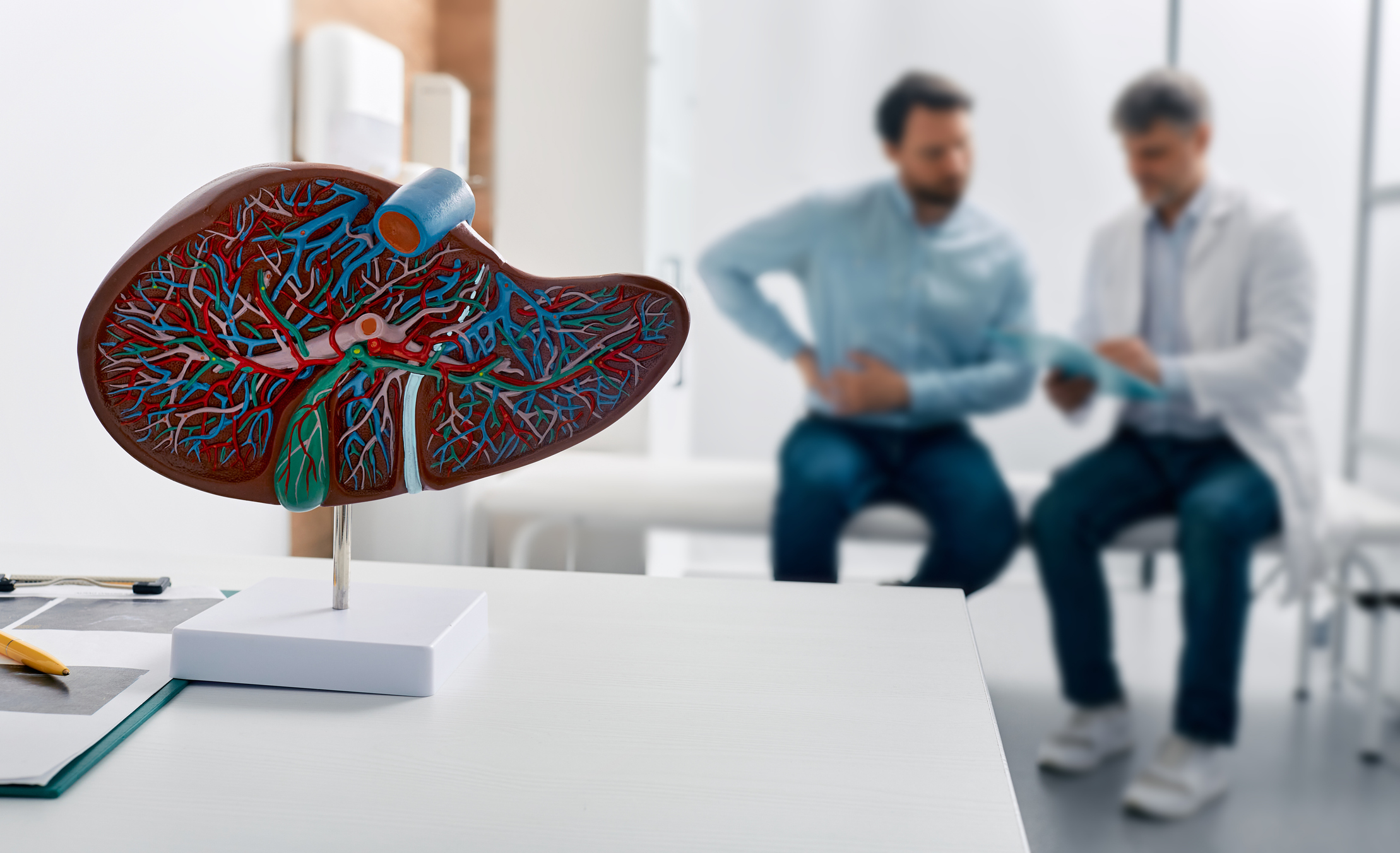 Image shows Liver anatomical model on doctor's table during hepatologist consultation. Courtesy of Getty Images