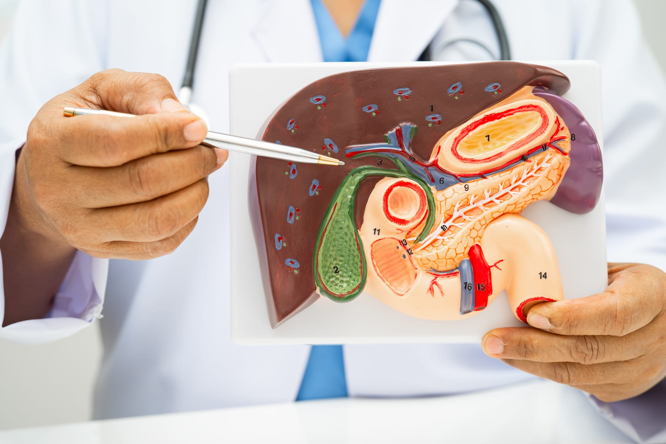 Doctor holding a model of liver anatomy